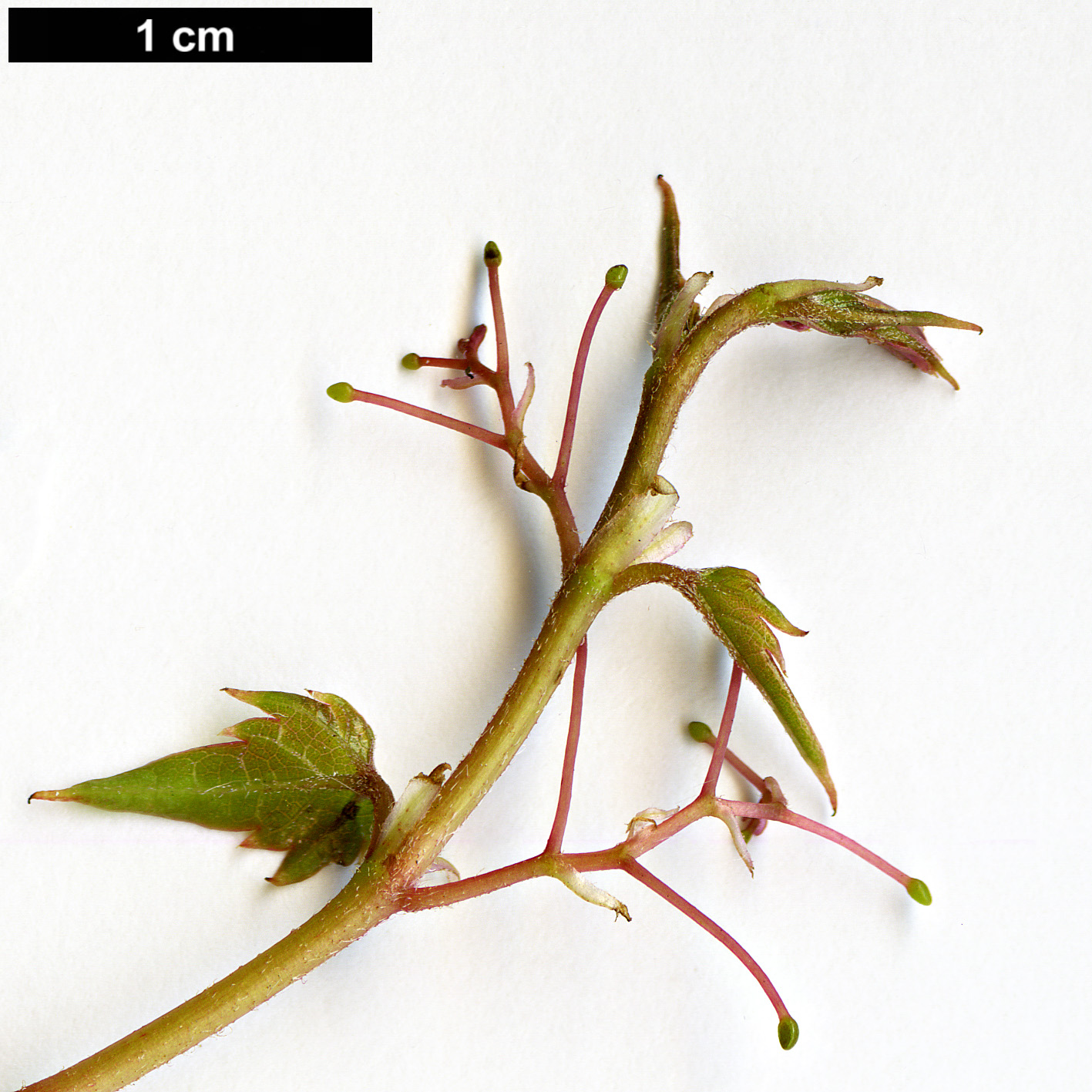 High resolution image: Family: Vitaceae - Genus: Parthenocissus - Taxon: tricuspidata