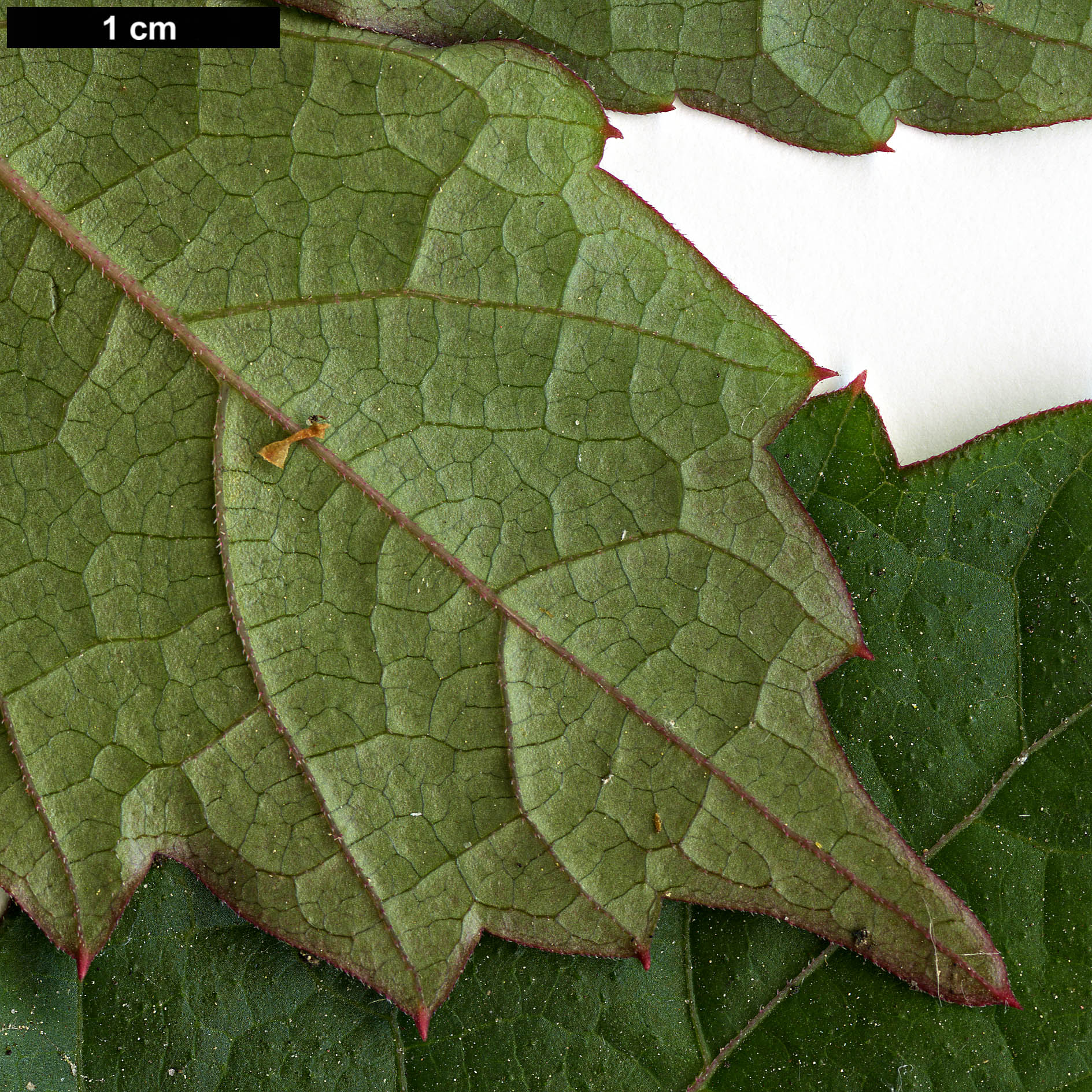 High resolution image: Family: Vitaceae - Genus: Parthenocissus - Taxon: tricuspidata