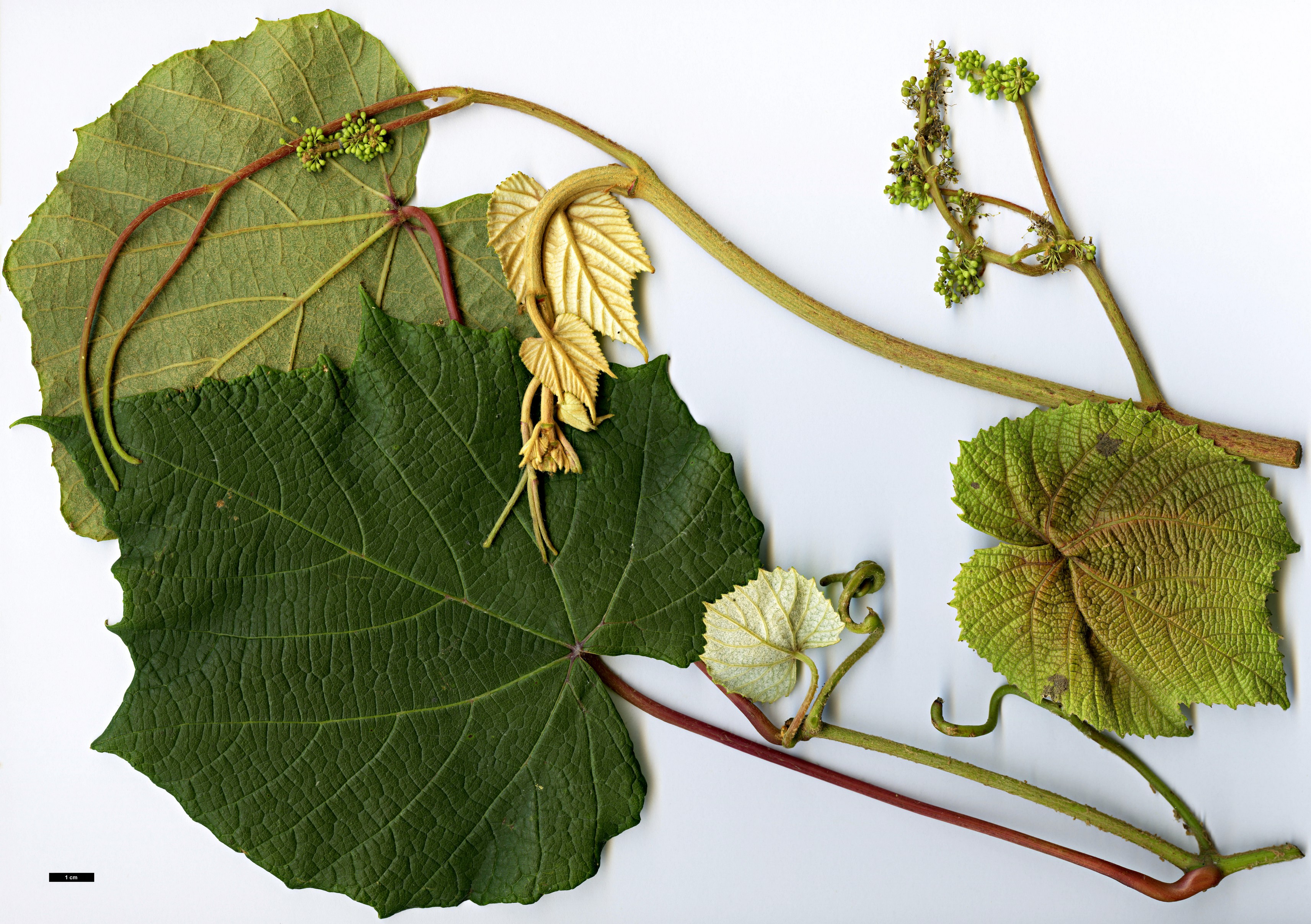 High resolution image: Family: Vitaceae - Genus: Vitis - Taxon: coignetiae