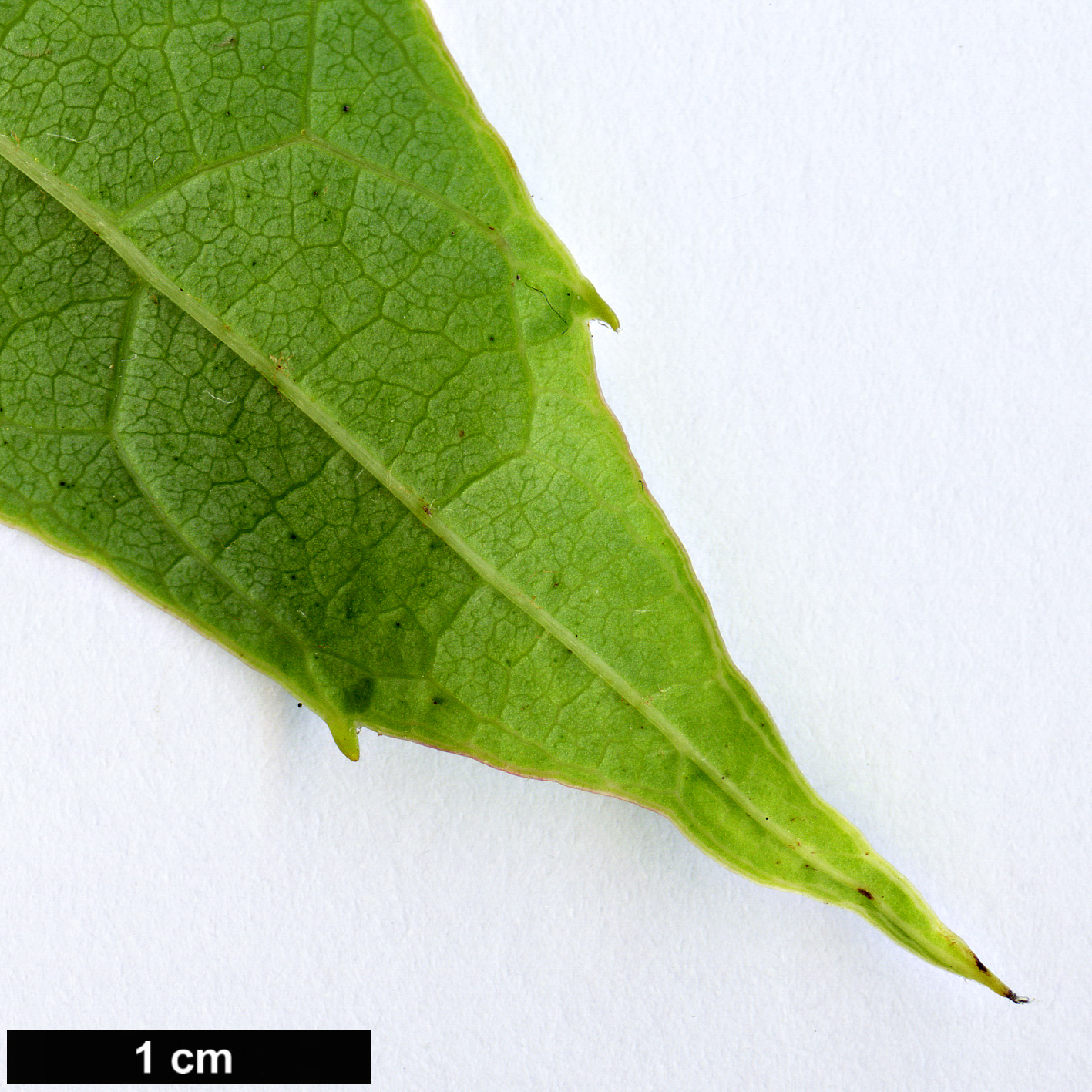 High resolution image: Family: Vitaceae - Genus: Vitis - Taxon: davidii