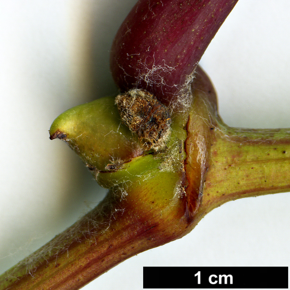 High resolution image: Family: Vitaceae - Genus: Vitis - Taxon: piasezkii