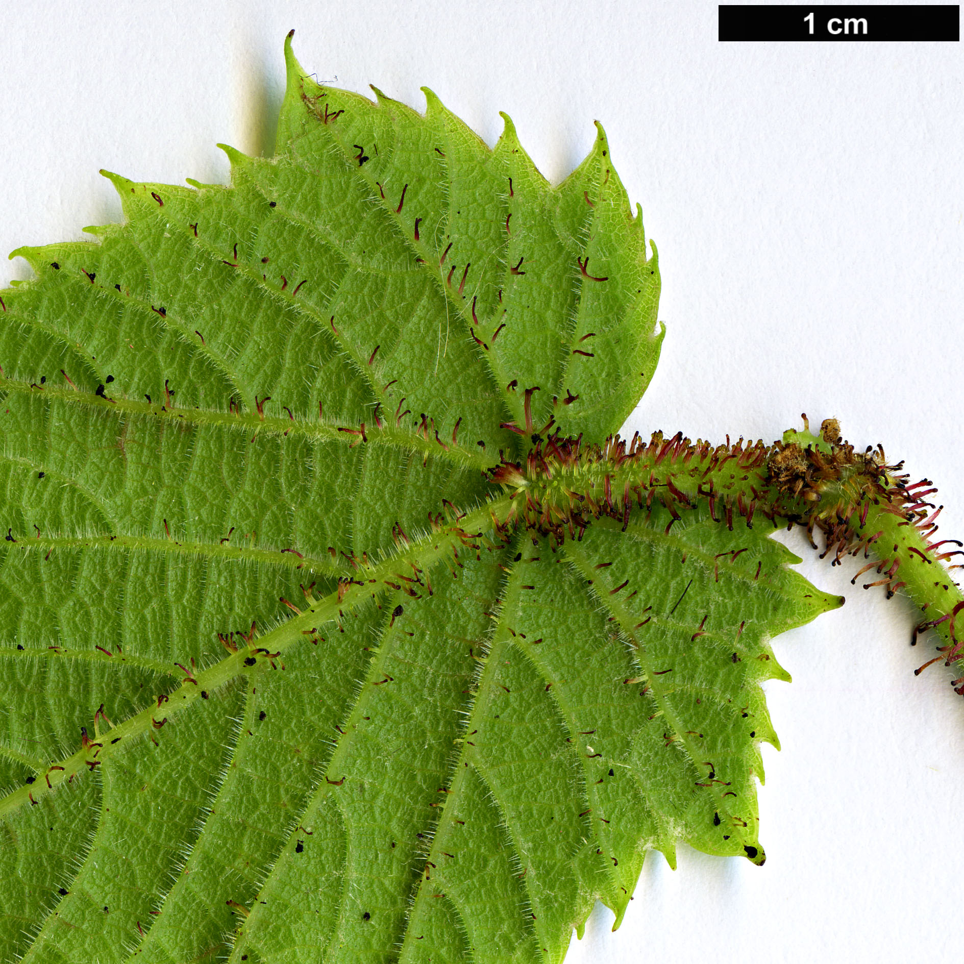 High resolution image: Family: Vitaceae - Genus: Vitis - Taxon: romanetii