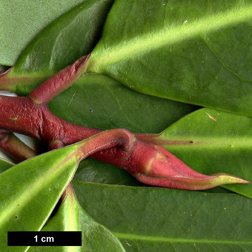 High resolution image: Family: Winteraceae - Genus: Drimys - Taxon: winteri